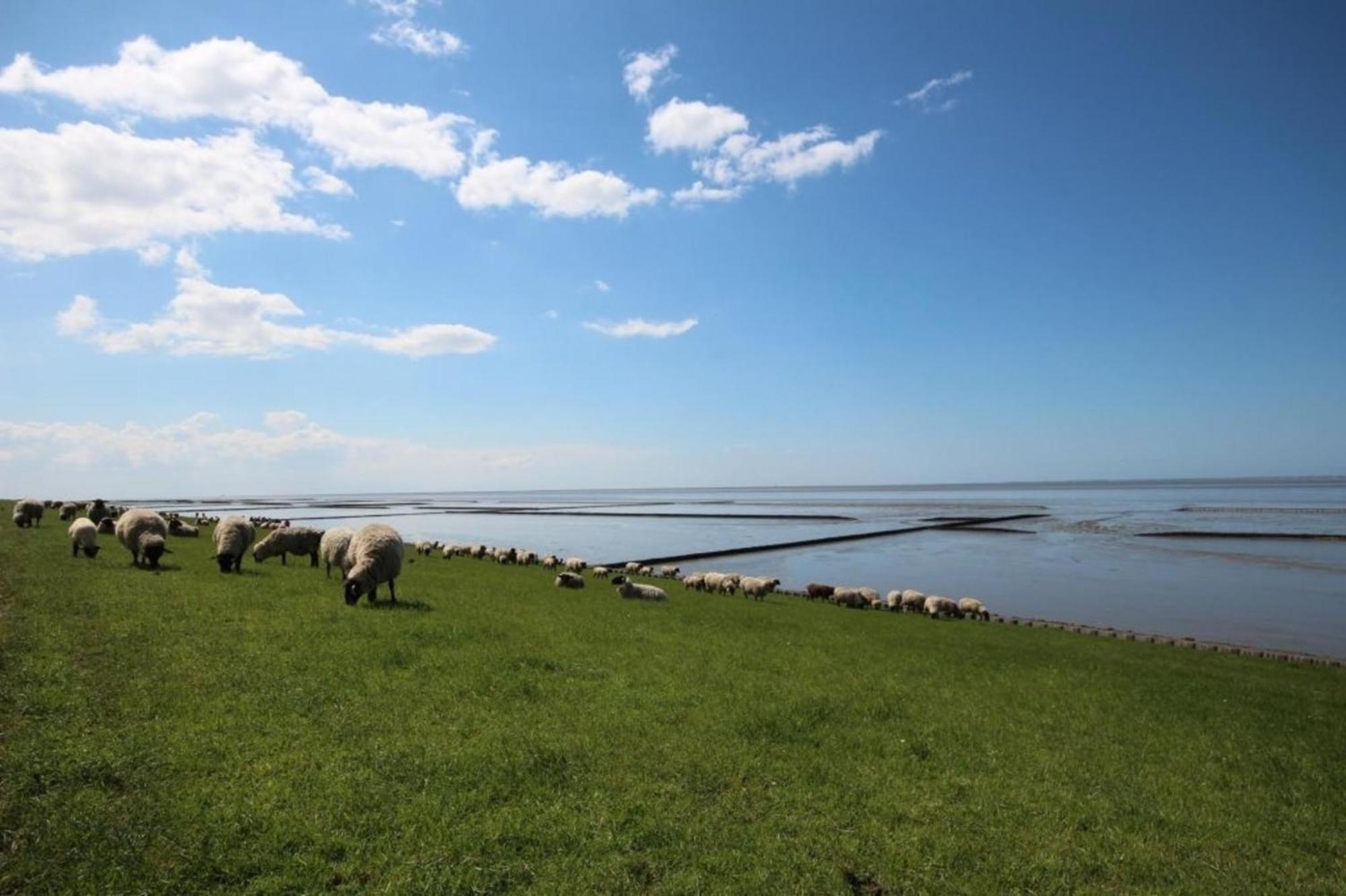 Grosse Nordseewelle Ohne Hund Норден Екстериор снимка